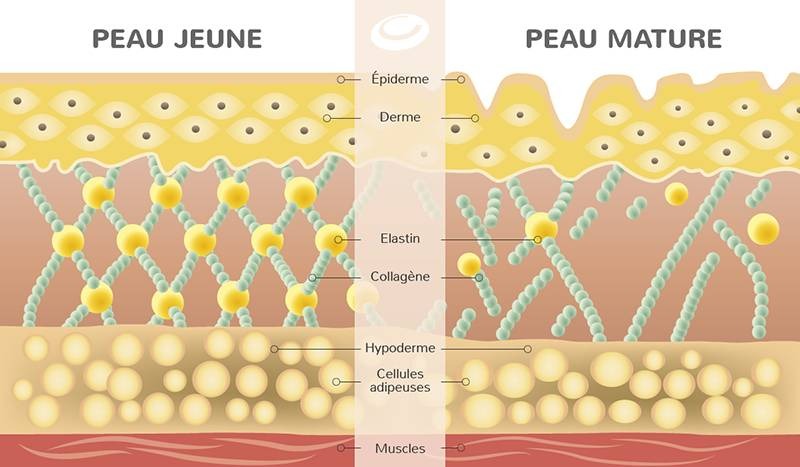 Pourquoi changer de crème visage si la mienne me convient ?