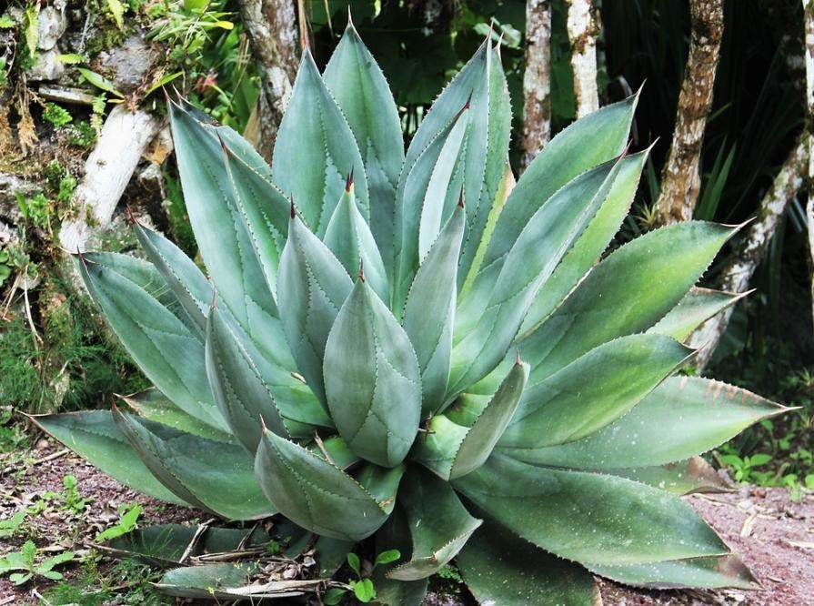 Quelles sont les vertus de l’Aloe Vera ? Comment agit il sur le corps ?